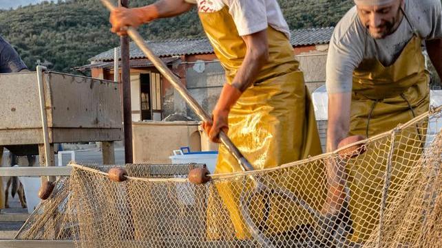 Pescatori di Orbetello: i prodotti distribuiti da Conad