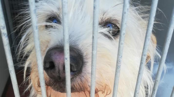 Rosemarie, la cagnolina che è stata lanciata al di là della recinzione del canile Hermada