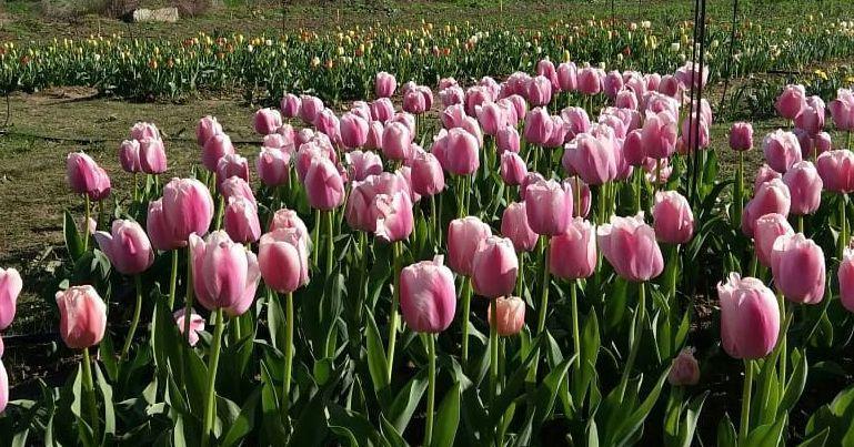 Sbocciano 35mila tulipani, l’Olanda arriva a Turri 