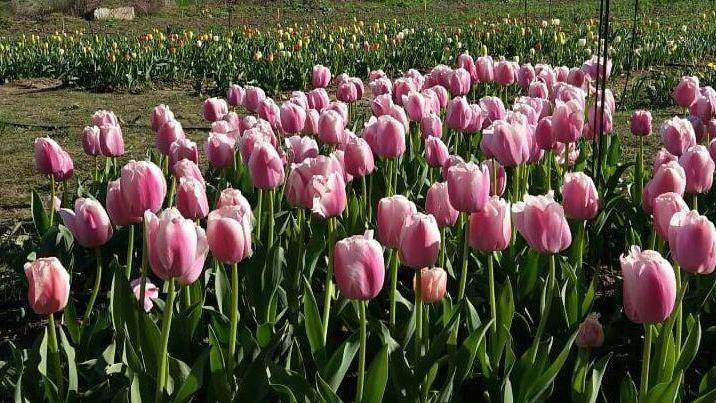 Sbocciano 35mila tulipani, l’Olanda arriva a Turri 