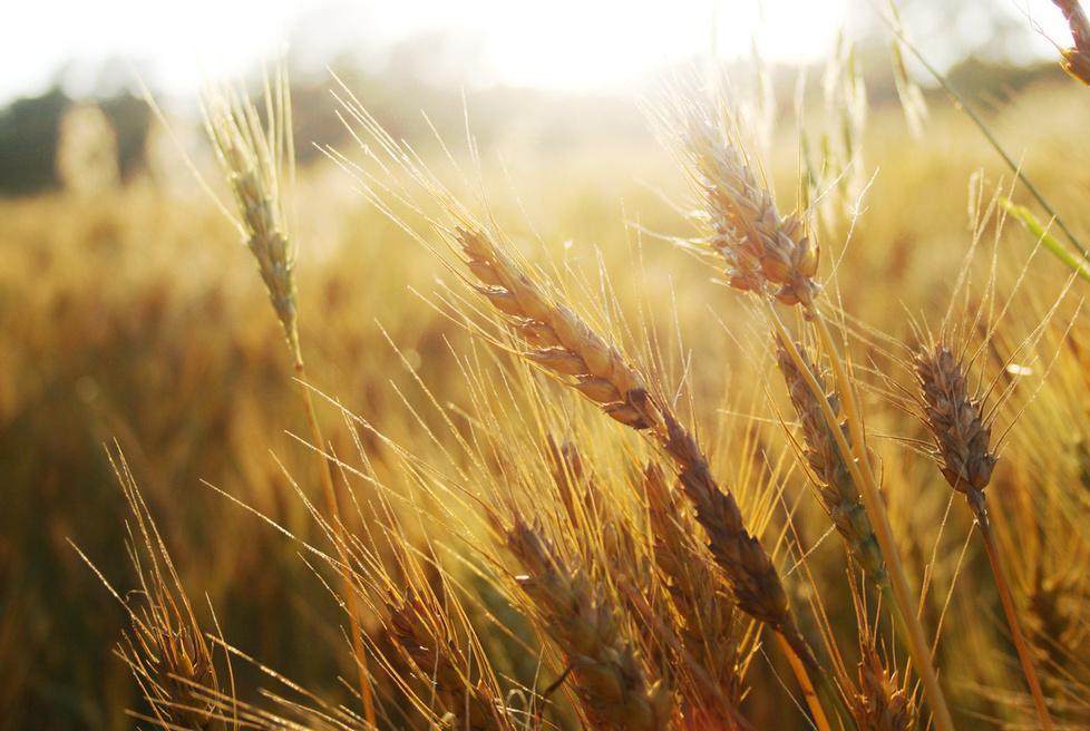 «Il protezionismo non fa il bene della nostra agricoltura» 