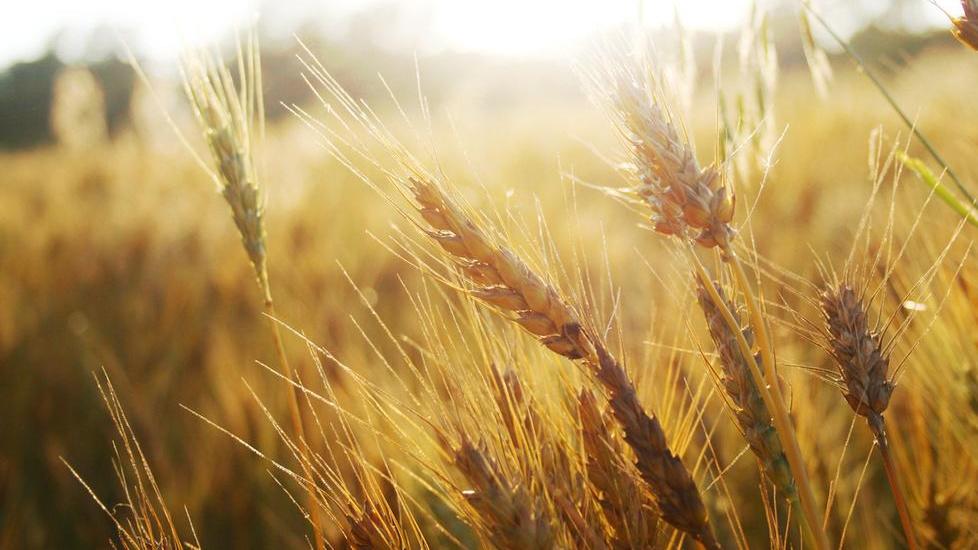 «Il protezionismo non fa il bene della nostra agricoltura»