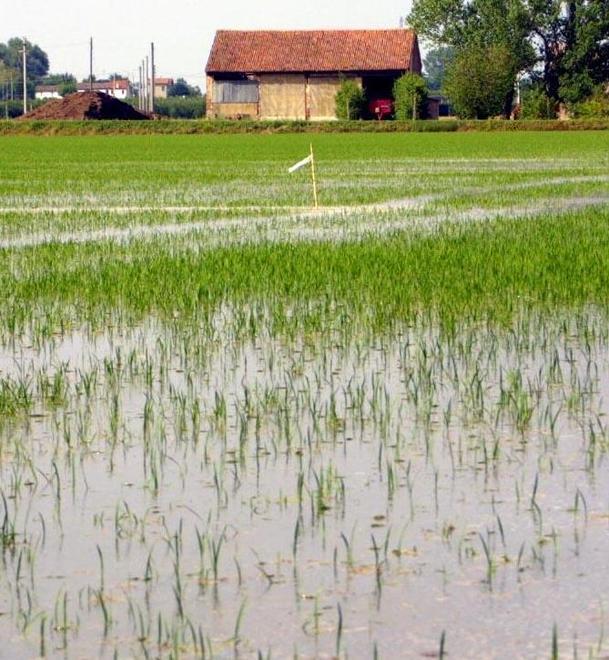 Il riso della Cambogia insidia quello italiano Indagine a Bruxelles 