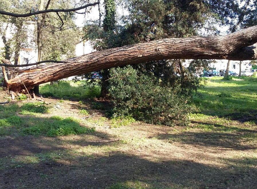 Grosso pino crolla nella zona di viale Cadorna 