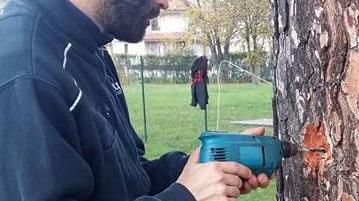 Processionaria, chi rischia la multa