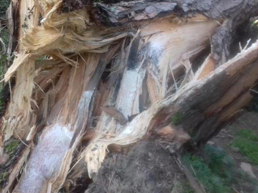 Pianta crollata perché aggredita da un fungo Urgente una verifica in pineta di Ponente