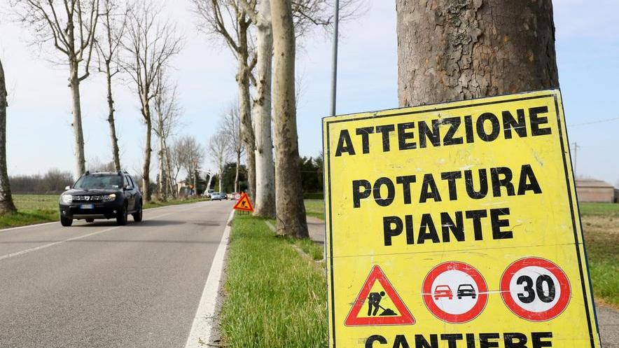 Cancro colorato delle piante Colpiti i platani lungo le strade