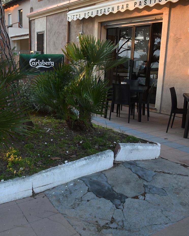 Pino invadente, causa al Comune 