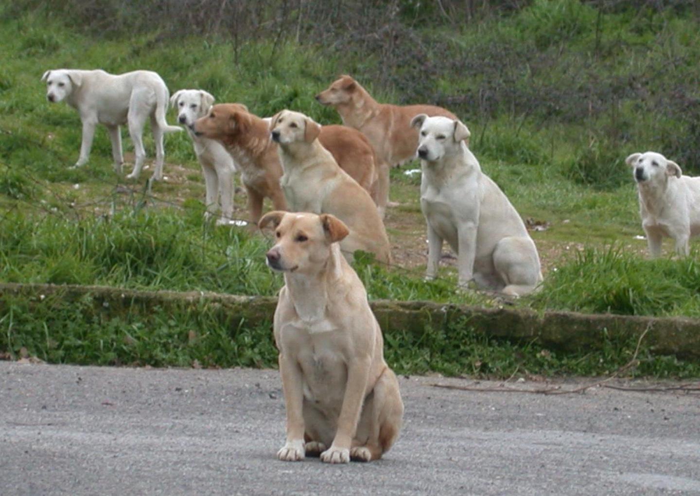Cani e gattini uccisi da bocconi avvelenati: scattano le indagini 