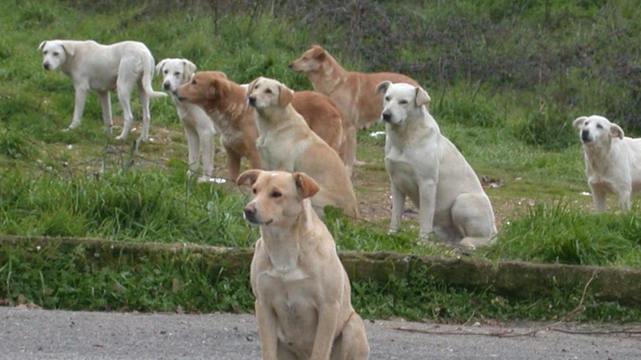 Cani e gattini uccisi da bocconi avvelenati: scattano le indagini 