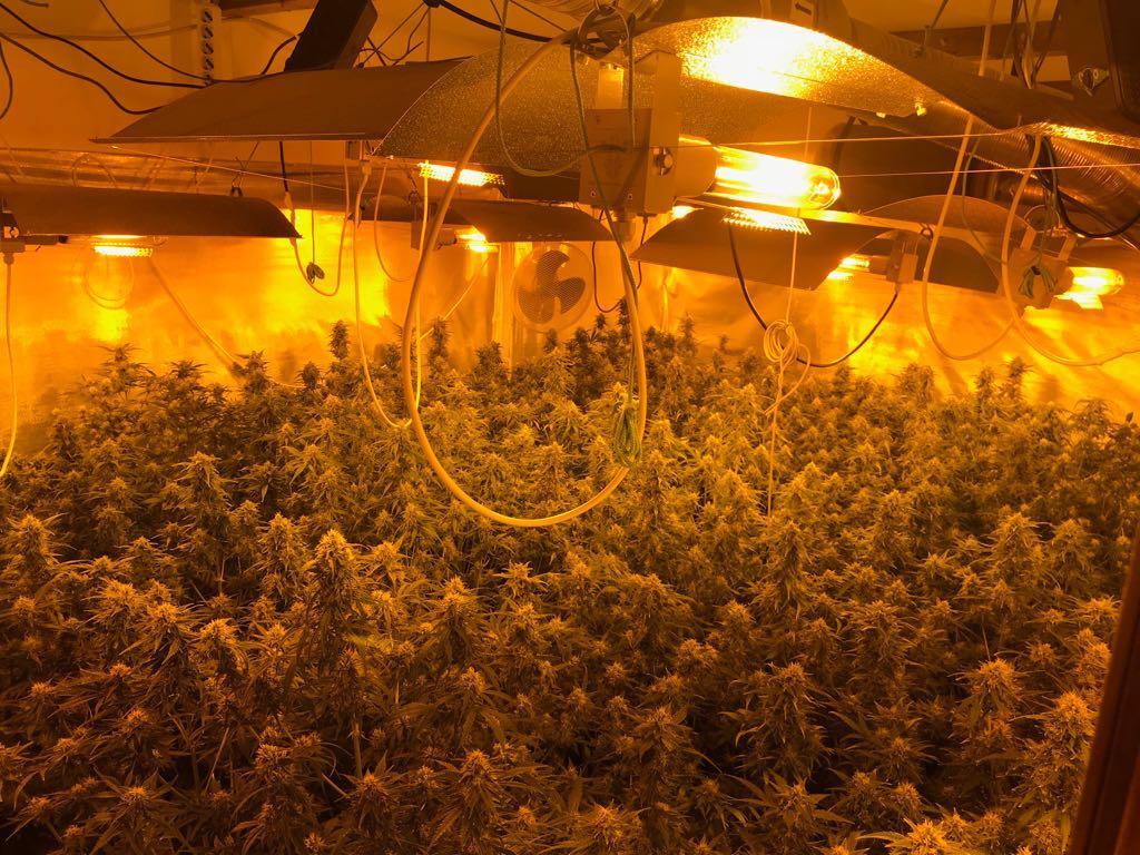 In casa una serra di cannabis e 4 chili di marijuana: arrestato