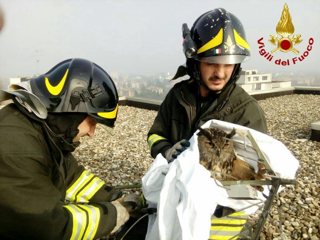 Gufo reale incastrato su un'antenna salvato dai vigili del fuoco 
