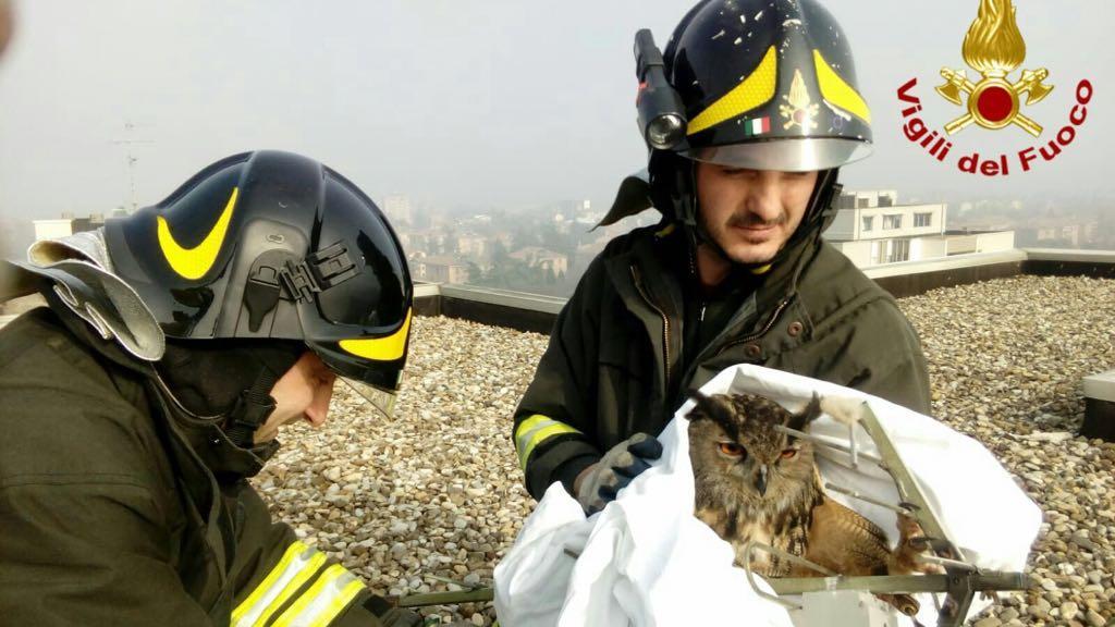 Gufo reale incastrato su un'antenna salvato dai vigili del fuoco