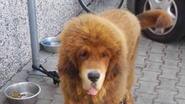 Cane in gabbia senza cibo né acqua salvato dall’Enpa