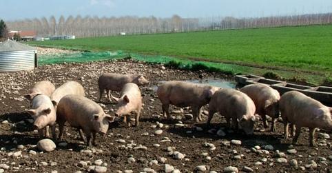 La peste suina tiene in scacco gli allevatori 