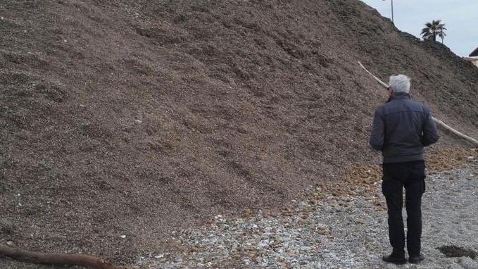 Posidonia spiaggiata messa sotto la sabbia