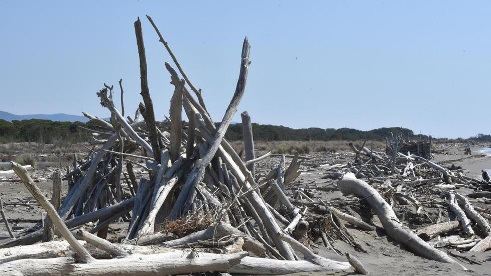 Spiaggia invasa da legni al Parco