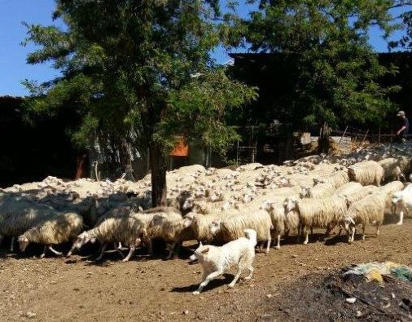 Con reti e cani guardiani le perdite calano del 50% 