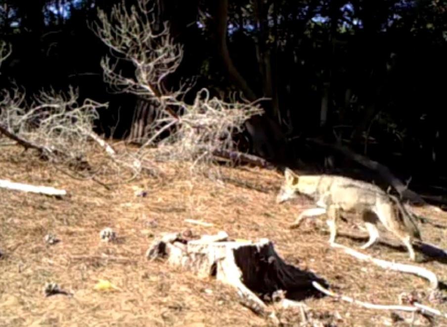 Cinquanta lupi tra l’Amiata e la Maremma 