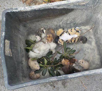 Criceti nel cassonetto Il Wwf li porta in salvo 