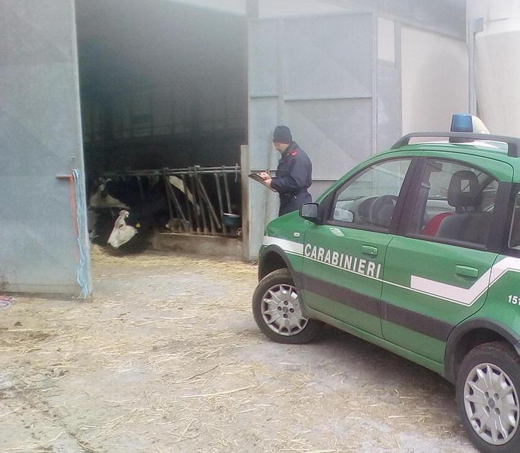 Cinquanta mucche senza cibo nè pulizia Denunciato proprietario