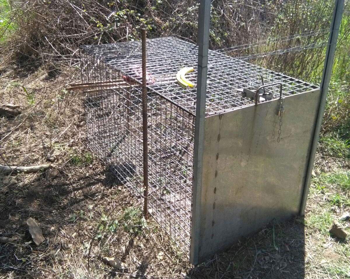 Predatori, ecco le gabbie: già installate due trappole 