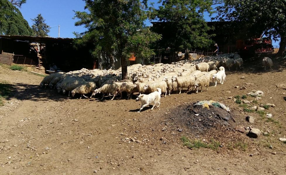 «Basta predazioni, non ne possiamo più» 