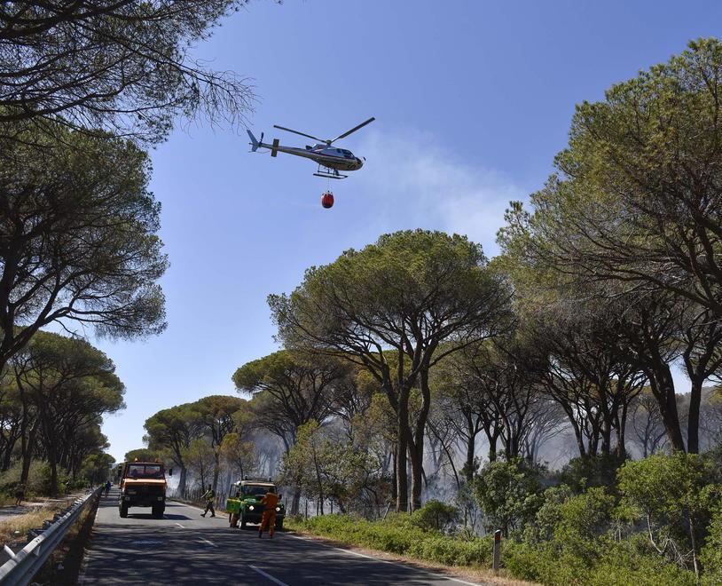 Una nuova petizione online per le pinete e tavolo permanente 