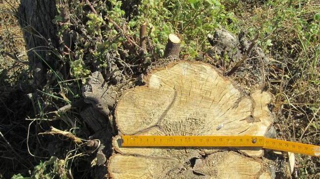 «Il nostro verde a rischio con le potature drastiche»