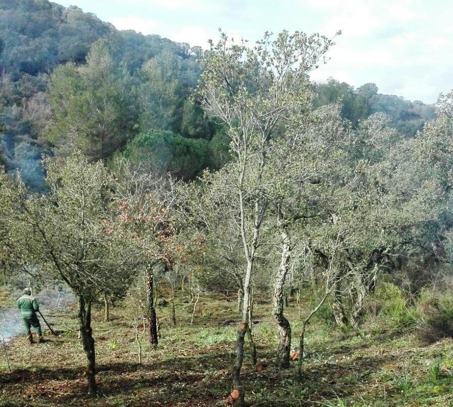 Nughedu, futuro incerto per il cantiere di Forestas 
