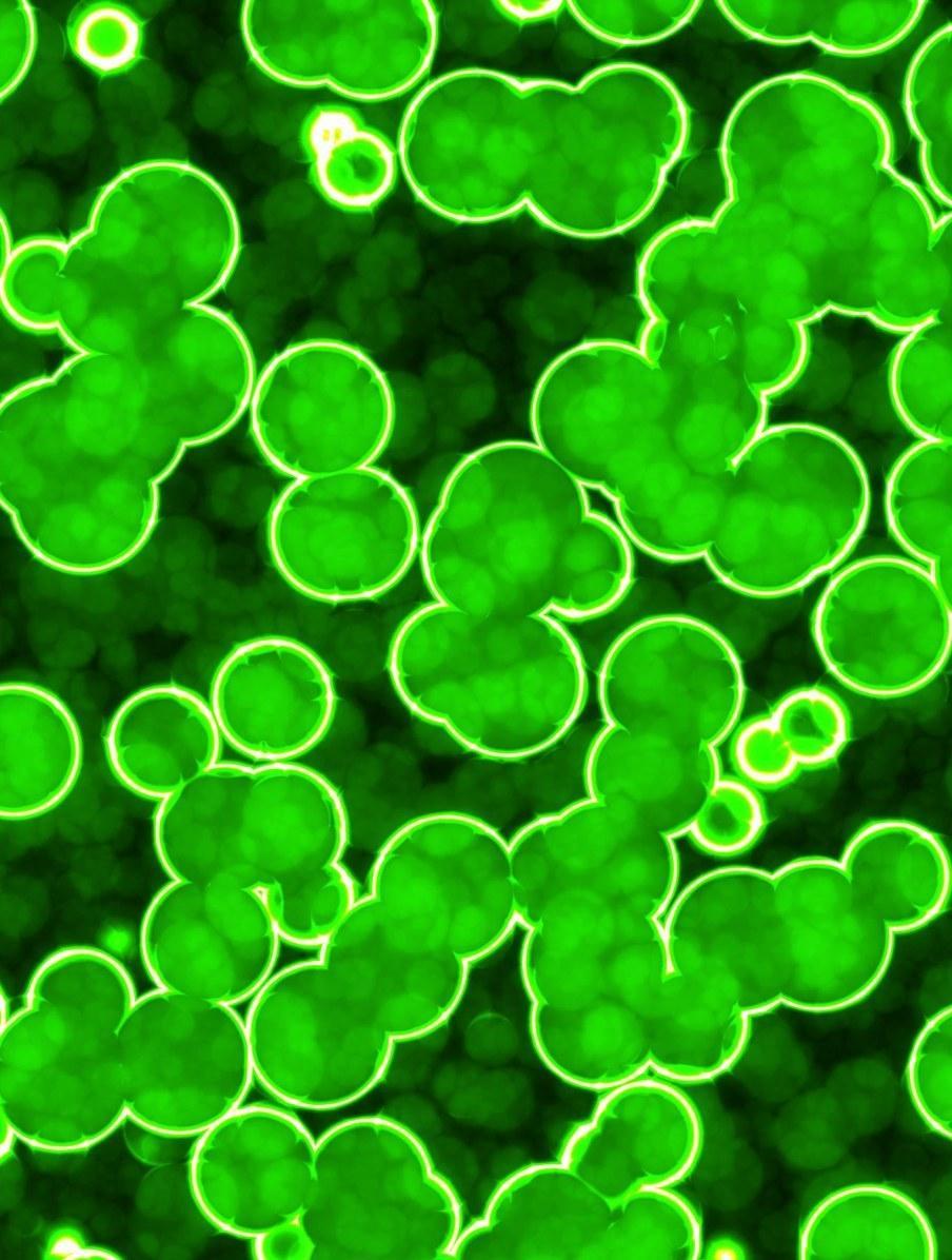 C’è un grande futuro per le microalghe se il ceppo è sardo 