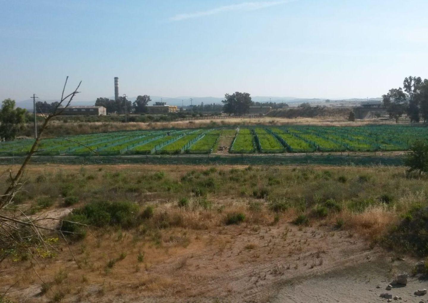 Il terreno dove vengono "coltivate" le lumache