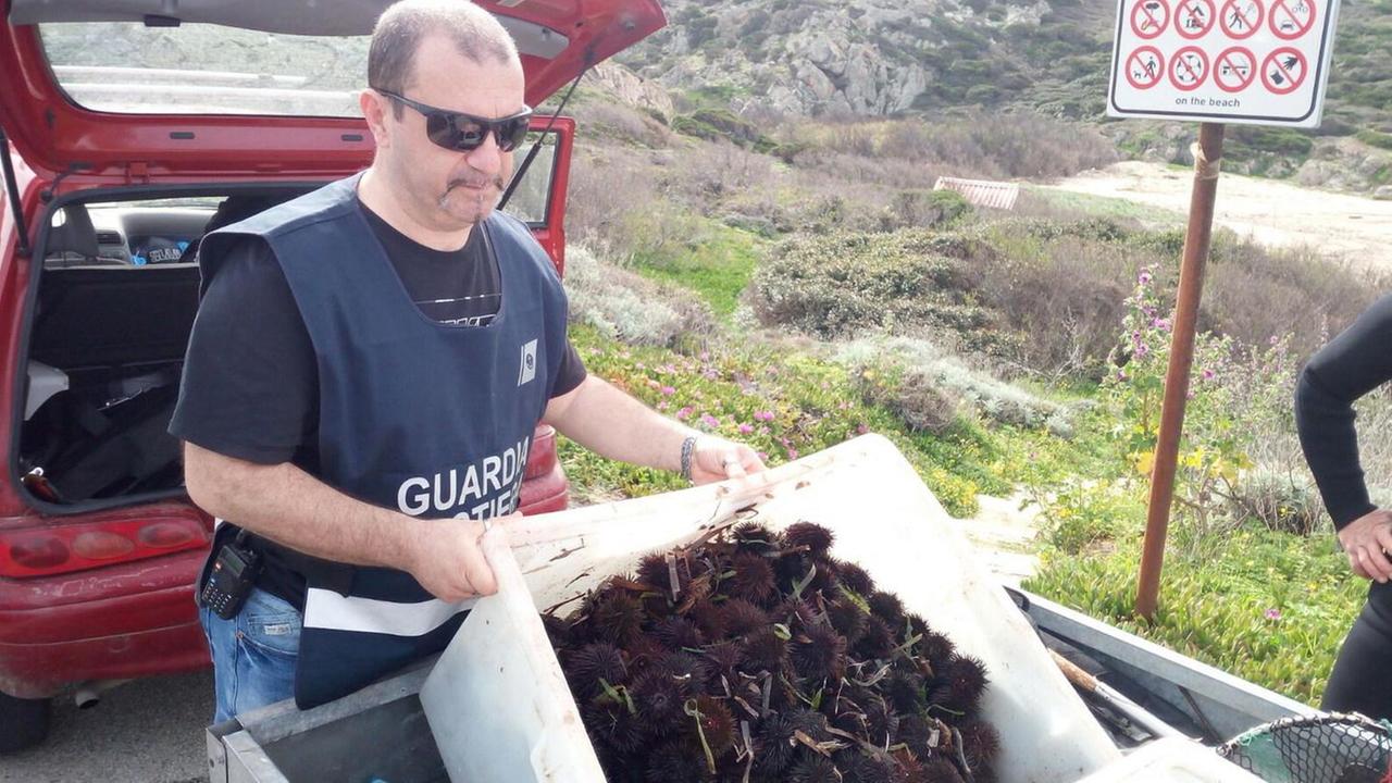 Pescatore multato: 700 ricci trasportati in ceste scoperte