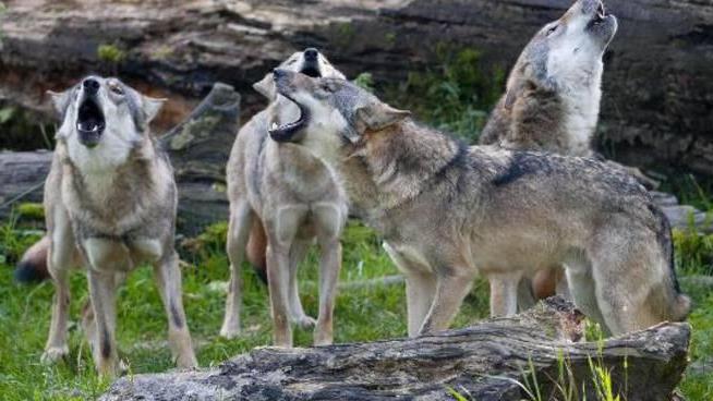 Argentario, lupi fino in spiaggia: arrivano le trappole