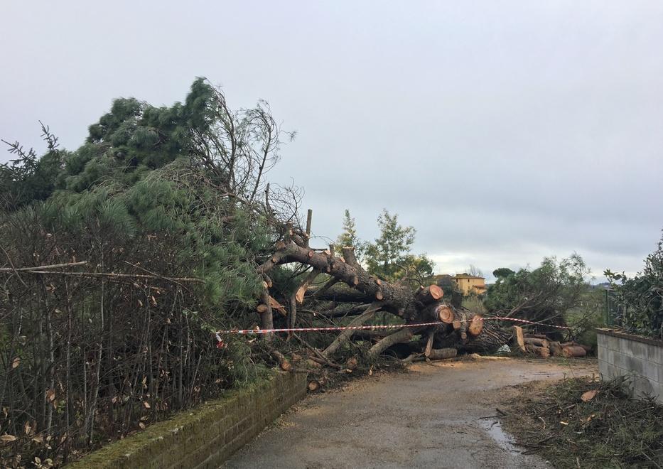 Il maltempo abbatte un pino secolare in via Badalino