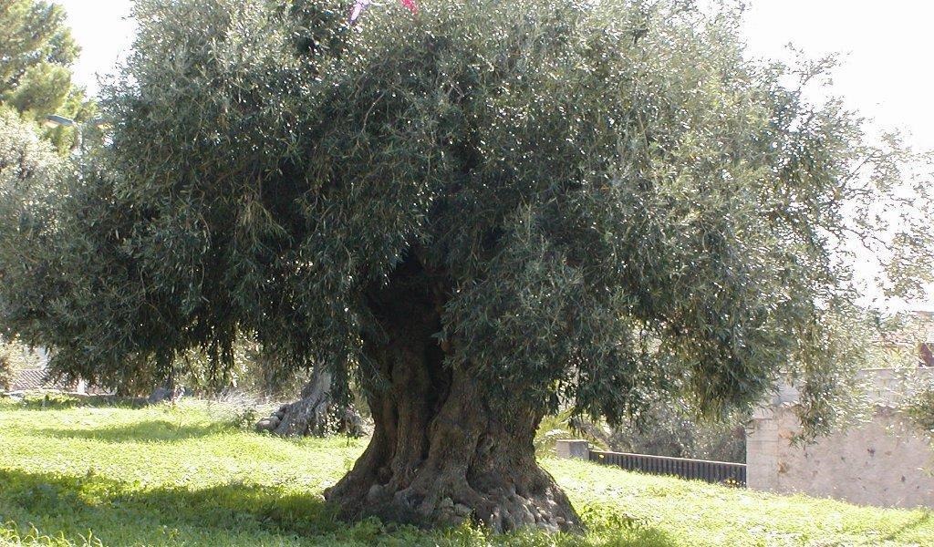 La terra degli alberi monumentali: 400 censiti, i primi 285 anche in classifica nazionale