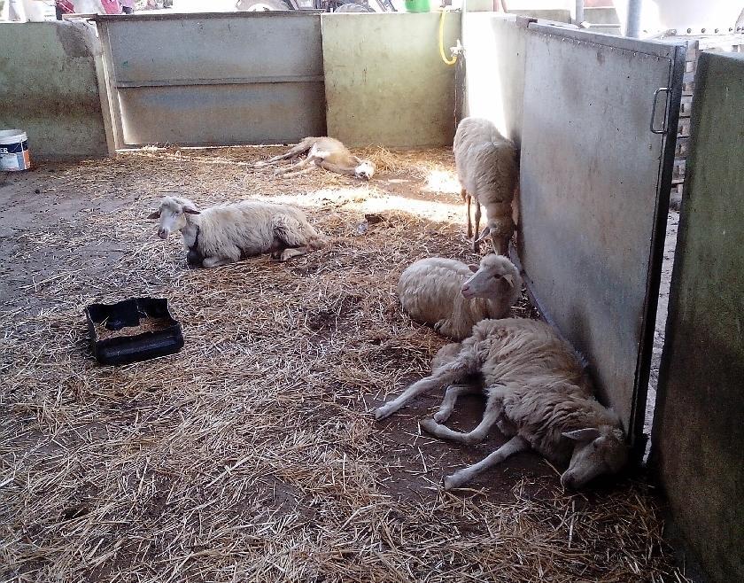 Lingua blu, basta con i ritardi nella campagna dei vaccini 