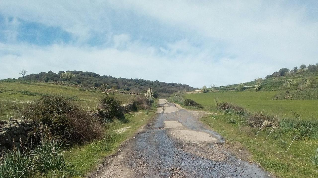 Peste suina, 10 maiali positivi La Assl chiede la bonifica
