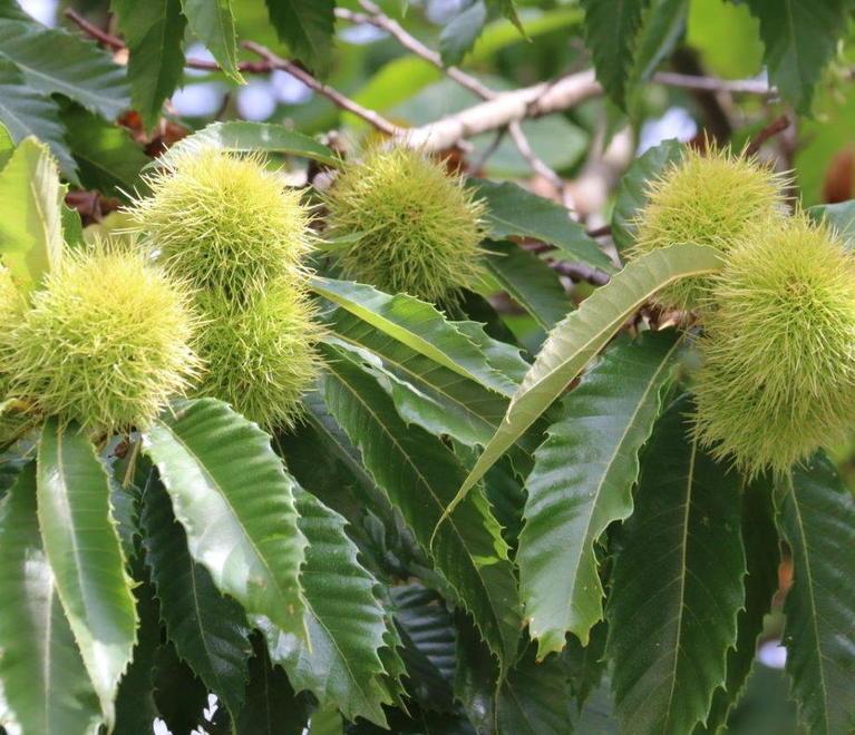 Castagneti hi-tech Droni per monitorare e una crema dai ricci 