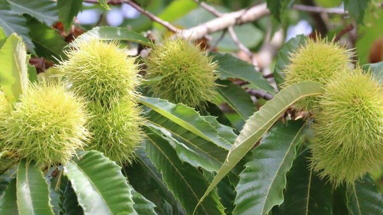 Castagneti hi-tech Droni per monitorare e una crema dai ricci