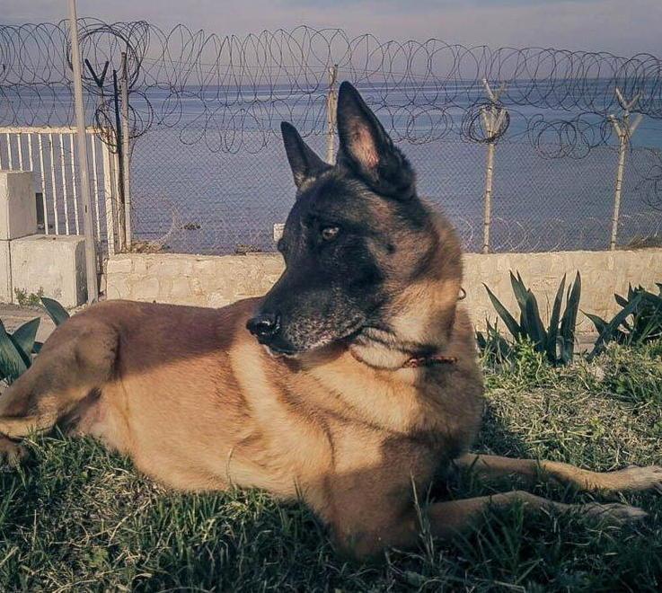 Addio al cane “supereroe” che fiutava gli esplosivi 