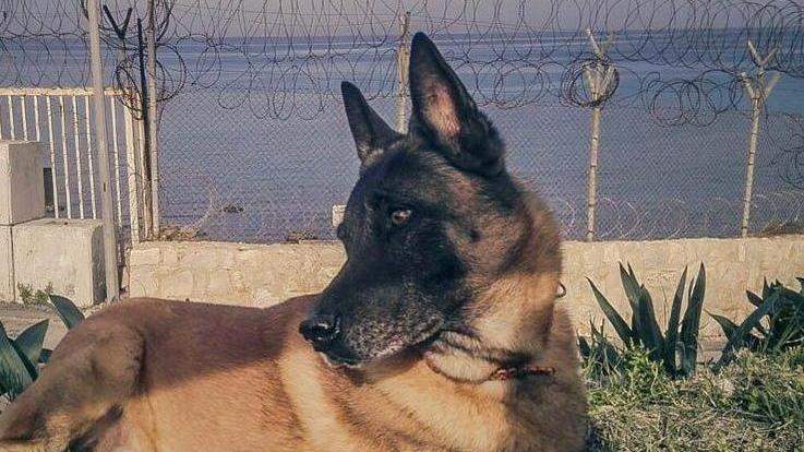 Addio al cane “supereroe” che fiutava gli esplosivi