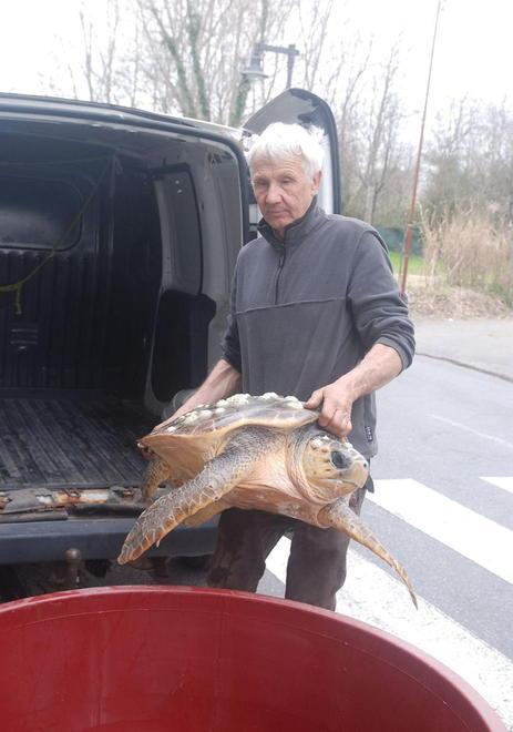 Tartaruga finisce nelle reti. Portata in salvo dal Wwf 