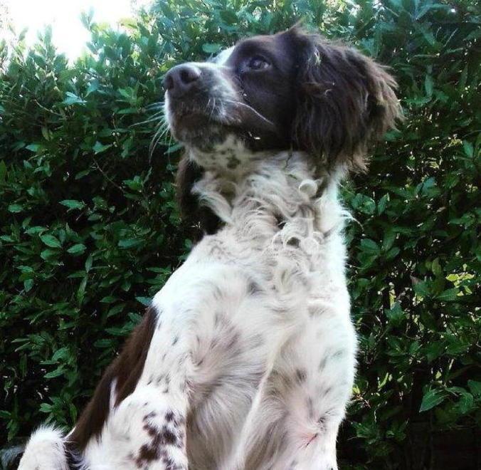 Per Tommy si muovono gli animalisti