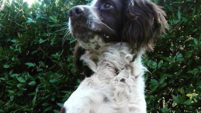Per Tommy si muovono gli animalisti