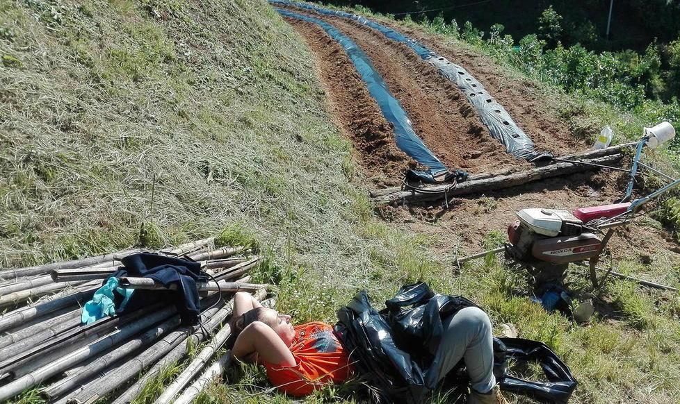 «Coltivo zafferano: col lavoro nei campi corono il mio sogno» 