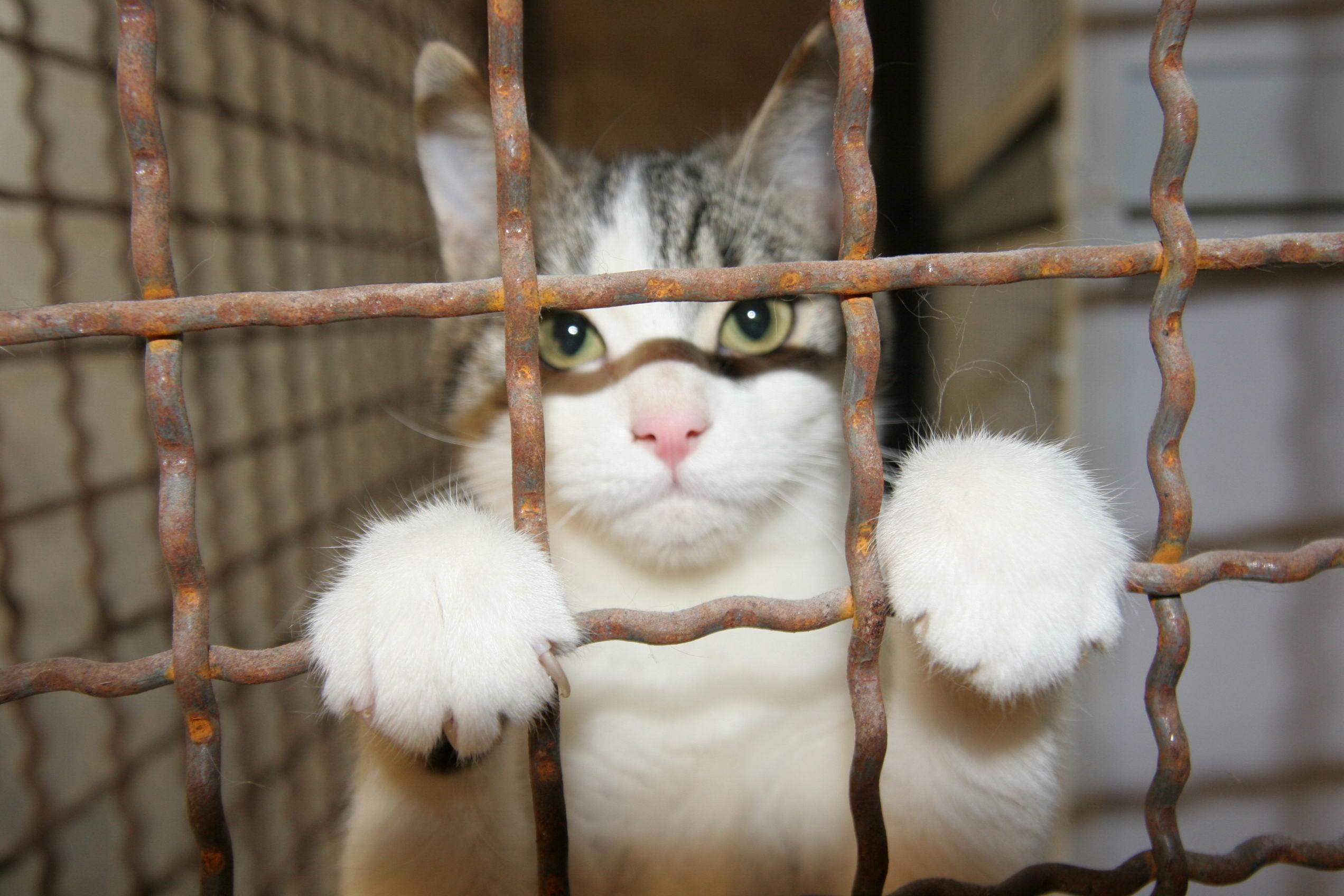 Un gatto ospite del gattile della Bogaia
