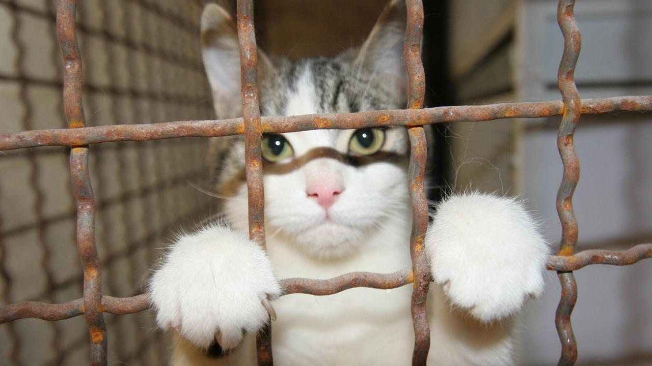Un gatto ospite del gattile della Bogaia