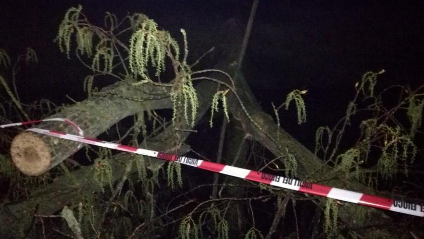 Albero si abbatte su via Bacchelli, nessun ferito né danni
