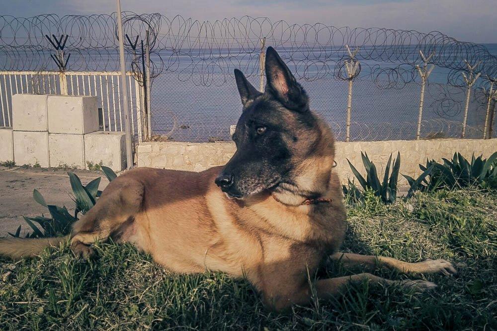 Il cane Jimmy, morto in Libano durante la sua ultima missione